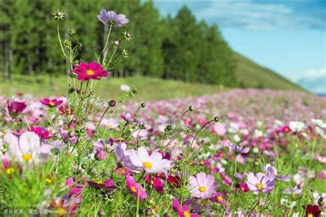 格桑花花語|你知道「格桑花」的花語是什麼嗎？